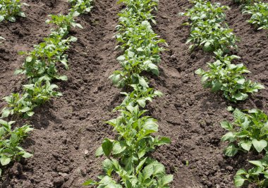 Yeşil patates bitkileri (Solanum tuberosum) kahverengi topraklarda bahçede yetişir. Kapatın. Organik tarım, sağlıklı yiyecekler, BIO videoları, doğa konseptine dönüş..