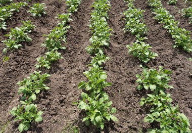 Yeşil patates bitkileri (Solanum tuberosum) kahverengi topraklarda bahçede yetişir. Kapatın. Organik tarım, sağlıklı yiyecekler, BIO videoları, doğa konseptine dönüş..