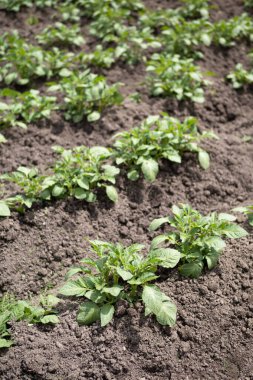 Yeşil patates bitkileri (Solanum tuberosum) kahverengi topraklarda bahçede yetişir. Kapatın. Organik tarım, sağlıklı yiyecekler, BIO videoları, doğa konseptine dönüş..