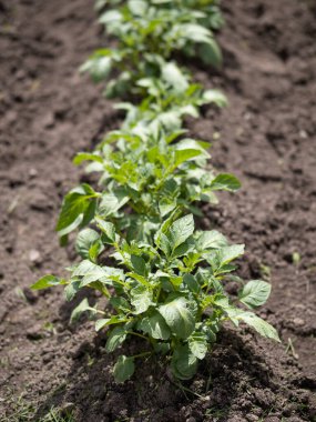 Yeşil patates bitkileri (Solanum tuberosum) kahverengi topraklarda bahçede yetişir. Kapatın. Organik tarım, sağlıklı yiyecekler, BIO videoları, doğa konseptine dönüş..