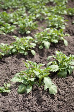 Yeşil patates bitkileri (Solanum tuberosum) kahverengi topraklarda bahçede yetişir. Kapatın. Organik tarım, sağlıklı yiyecekler, BIO videoları, doğa konseptine dönüş..