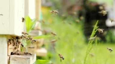 Bal arıları sürüsü (Apis mellifera) polen taşıyor ve SLOW MoTION HD VIDEOorganik BIO çiftçiliği, hayvan hakları, doğa kavramına geri dönmek için arı kovanına iniyor. Yakın çekim. Çeyrek hız..