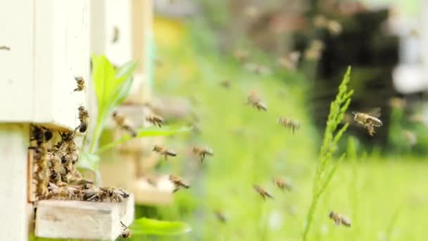 Schwarm Von Honigbienen Apis Mellifera Tragen Pollen Und Fliegen Zum — Stockvideo