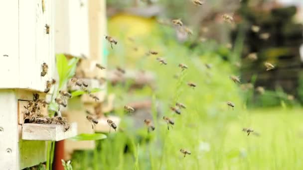 Schwarm Von Honigbienen Apis Mellifera Tragen Pollen Und Fliegen Zum — Stockvideo