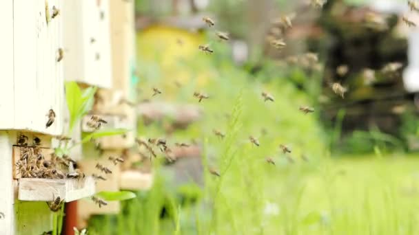 Schwarm von Honigbienen (Apis mellifera) tragen Pollen und fliegen zum Landeplatz des Bienenstocks in einem Bienenhaus in SLOW MOTION HD VIDEO.Biologischer Biolandbau, Tierrechte, zurück zum Naturkonzept. Nahaufnahme..
