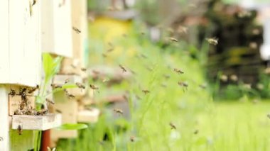 Bal arıları sürüsü (Apis mellifera) polen taşıyor ve SLOW MoTION HD VIDEOorganik BIO çiftçiliği, hayvan hakları, doğa kavramına geri dönmek için arı kovanına iniyor. Yakın çekim. Çeyrek hız..