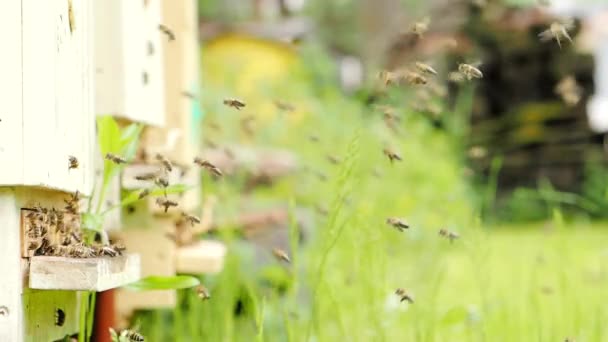 Svärm Honungsbin Apis Mellifera Som Bär Pollen Och Flyger Till — Stockvideo
