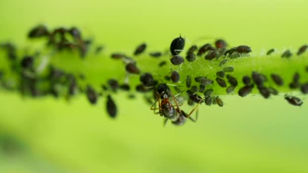 アフィドコロニー ヘミペラ アフィデダエ 4Kビデオで茎の上に蜂蜜を収穫するアリ 昆虫害虫のマクロ映像 植物のライス グリーンフライ ブラックフライまたは白っぽい 植物からジュースを吸う — ストック動画
