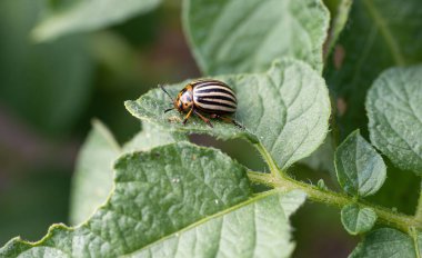 Colorado böceği (Leptinotarsa decemlineata) patates yaprağı üzerinde sürünen böcek. Böcek ilaçlarının yakın çekimi çiftliklerde ve bahçelerde hasat yaratıyor..