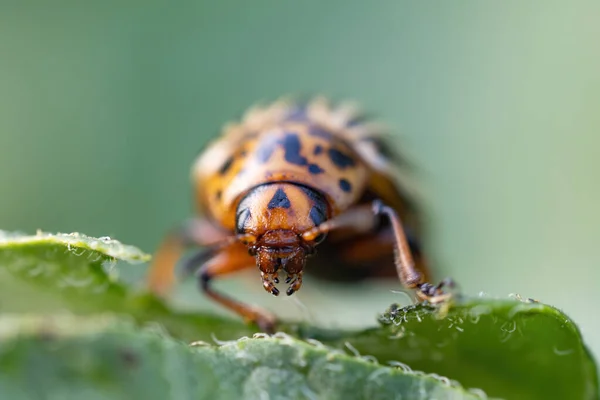 Colorado Kever Leptinotarsa Decemlineata Wants Eten Blad Van Aardappel Plant — Stockfoto