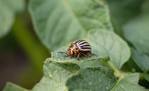 Colorado Kever Leptinotarsa Decemlineata Wants Kruipend Blad Van Aardappelplant Close — Stockfoto