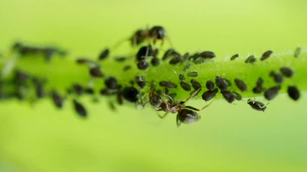 Ant Harvesting Drop Honeydew Aphid Colony Hemiptera Aphididae Stem Video — Stock Video