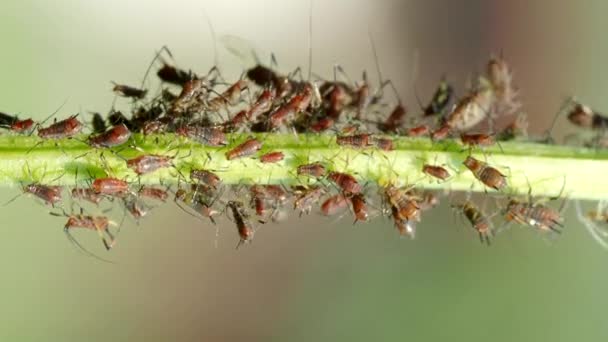 Close Van Aphid Kolonie Hemiptera Aphididae Plantensteel Video Macro Opnames — Stockvideo