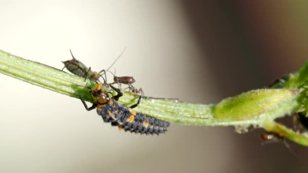 Seven Spot Ladybird Larva Coccinella Septempunctata Stem Feeding Aphid Hemiptera — Vídeo de stock