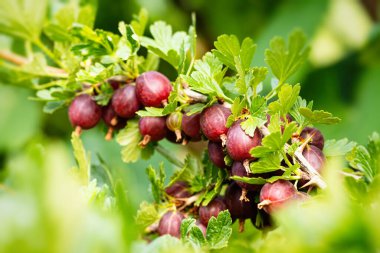 Ev yapımı bahçede olgun kırmızı bektaşi üzümü (Ribes uva-crispa). Çiftlikteki dallarda yetişen taze meyveler. Yakın plan. Organik tarım, sağlıklı yiyecekler, BIO videoları, doğa konseptine dönüş..