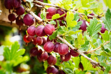 Ev yapımı bahçede olgun kırmızı bektaşi üzümü (Ribes uva-crispa). Çiftlikteki dallarda yetişen taze meyveler. Yakın plan. Organik tarım, sağlıklı yiyecekler, BIO videoları, doğa konseptine dönüş..