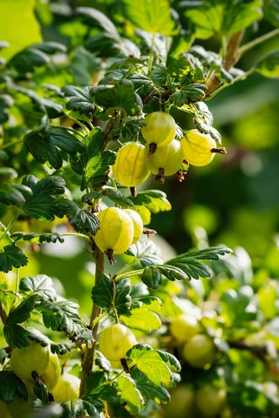 Yapımı Bahçede Olgun Kırmızı Bektaşi Üzümü Ribes Uva Crispa Çiftlikteki — Stok fotoğraf