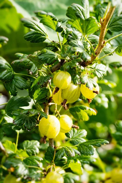 Zralé Červené Angrešt Ribes Uva Crispa Domácí Zahradě Čerstvé Plody — Stock fotografie