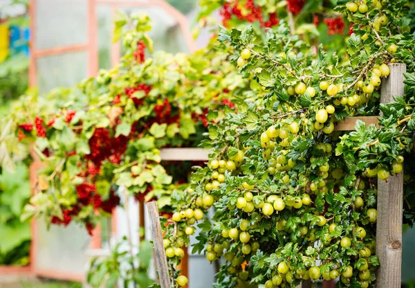 Reife Rote Stachelbeeren Ribes Uva Crispa Hausgemachten Garten Frische Trauben — Stockfoto