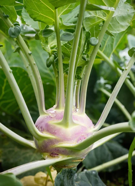 Świeżo Dojrzała Głowa Zielono Różowej Kohlrabi Brassica Oleracea Gongylodes Group — Zdjęcie stockowe