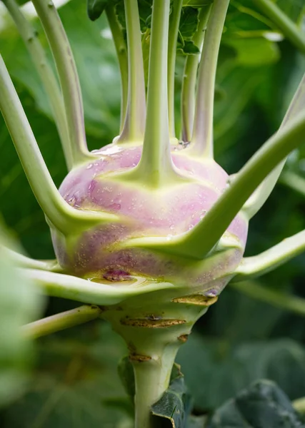 Świeżo Dojrzała Głowa Zielono Różowej Kohlrabi Brassica Oleracea Gongylodes Group — Zdjęcie stockowe