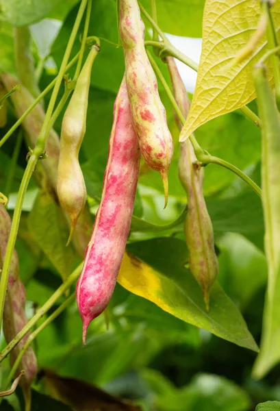 農場で栽培されている熟れた腎臓豆 ハリコット植物のポッドの束を持つブッシュ Pasolus Valgaris Var ナノス 自家製の庭で熟成 有機農業 健康食品 Bioの流行 ストックフォト