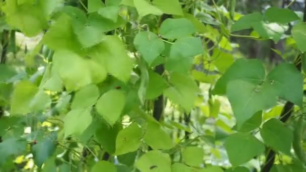 Groene Bonen Groeien Boerderij Video Bush Met Een Bos Van — Stockvideo