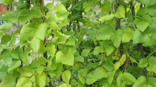 Green Kidney Bean Growing Farm Video Bush Bunch Podsof Haricot — Stock Video
