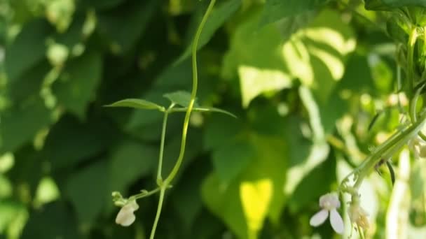 Green Kidney Bean Growing Farm Video Bush Bunch Podsof Haricot — Stock Video
