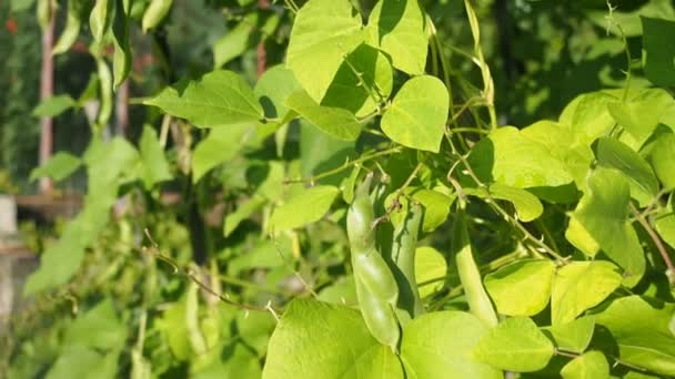 Frijol Verde Que Crece Granja Video Bush Con Racimo Podsof — Vídeos de Stock