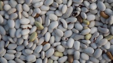 HD VIDEO içinde kabuklu fasulye çekirdeği yığını. Doğal arka plan olarak kuru çiğ haricot (Phaseolus vulgaris) tohumu. Makro yakın plan. Organik tarım, sağlıklı yiyecekler, BIO virüsleri..