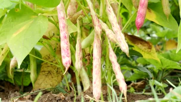 Video Bush Taki Çiftlikte Bir Sürü Haricot Bitkisi Phaseolus Vulgaris — Stok video