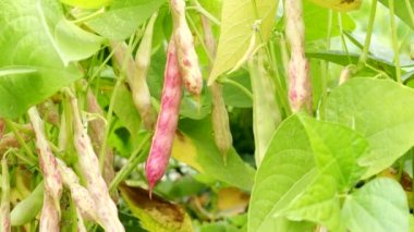 4K VIDEO Bush 'taki çiftlikte bir sürü haricot bitkisi (Phaseolus vulgaris var. Nanus) Ev yapımı bahçede olgunlaşıyor. Organik tarım, sağlıklı yiyecekler, BIO virüsleri..