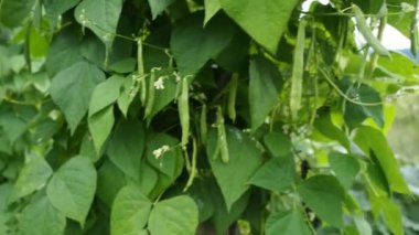 HD VIDEO.Bush 'taki çiftlikte yetiştirilen yeşil fasulye ve ev yapımı bahçelerde olgunlaşan bir sürü haricot bitkisi (Phaseolus vulgaris). Organik tarım, sağlıklı gıda, BIO viands, doğaya dönüş..