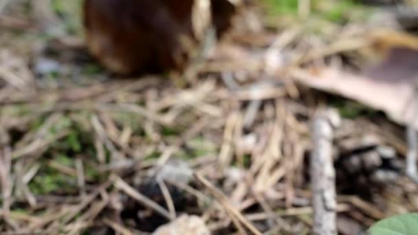 キノコBoletusと4Kビデオで地面に木製のウィッカーバスケット 秋のキノコは森の中で収穫されます 健康的なおいしい有機食品 Bioのブドウ 自然コンセプトに戻る — ストック動画