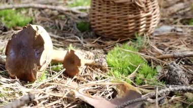 Mantar mantarı ve tahta hasır sepeti 4K VIDEO 'da yerde. Ormanda toplanan sonbahar sepet mantarları. Sağlıklı lezzetli organik yiyecekler, BIO viands, doğaya dönüş konsepti..
