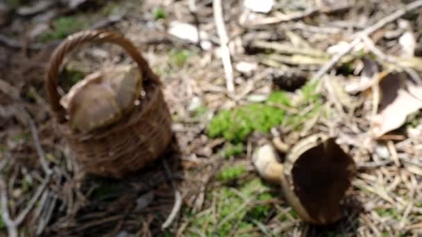 Mantar Mantarı Tahta Hasır Sepeti Video Yerde Ormanda Toplanan Sonbahar — Stok video