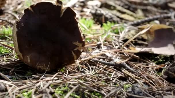 Steinpilze Und Weidenkorb Aus Holz Auf Dem Boden Video Herbst — Stockvideo