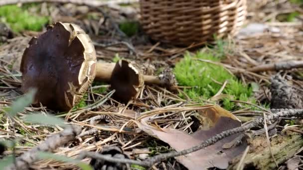 Μανιτάρι Boletus Και Ξύλινο Ψάθινο Καλάθι Στο Έδαφος Video Μανιτάρια — Αρχείο Βίντεο