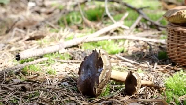 Steinpilze Und Weidenkorb Aus Holz Auf Dem Boden Video Herbst — Stockvideo