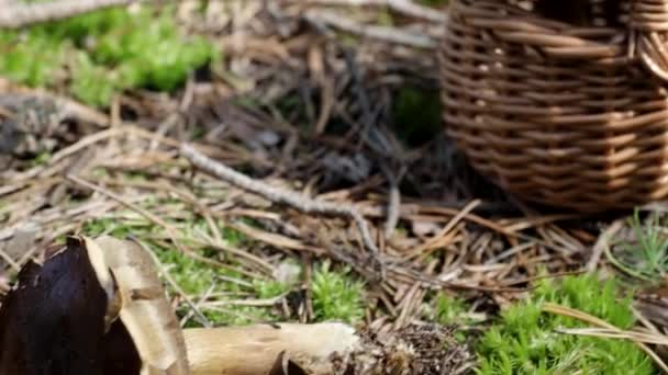 Steinpilze Und Weidenkorb Aus Holz Auf Dem Boden Video Herbst — Stockvideo