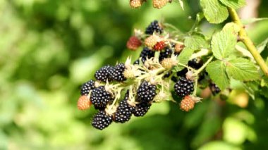 4K VIDEO bahçesinde doğal taze böğürtlen. Bir grup olgun böğürtlen meyvesi - Rubus fruticosus - çiftlikte yeşil yapraklı bitki dalında. Organik tarım, sağlıklı yiyecekler, BIO virüsleri..
