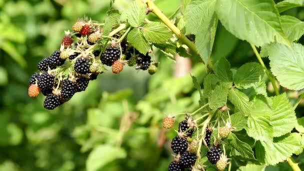 Video Bahçesinde Doğal Taze Böğürtlen Bir Grup Olgun Böğürtlen Meyvesi — Stok video