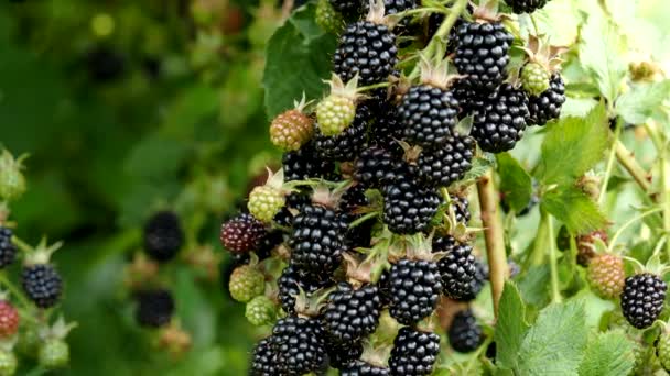 Natürliche Frische Brombeeren Garten Video Ein Bündel Reifer Brombeerfrüchte Rubus — Stockvideo