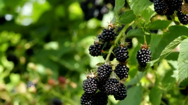 Natürliche Frische Brombeeren Garten Video Ein Bündel Reifer Brombeerfrüchte Rubus — Stockvideo