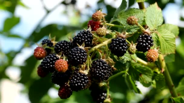 Natürliche Frische Brombeeren Garten Video Ein Bündel Reifer Brombeerfrüchte Rubus — Stockvideo