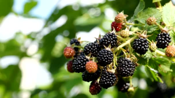 Amoras Frescas Naturais Jardim Video Bando Frutos Silvestres Maduros Rubus — Vídeo de Stock