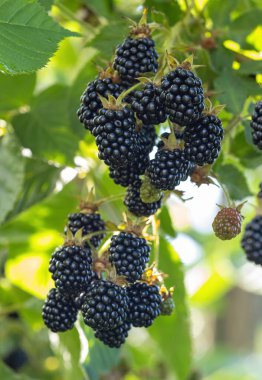 Bahçedeki doğal taze böğürtlenler. Bir grup olgun böğürtlen meyvesi - Rubus fruticosus - çiftlikte yeşil yapraklı bitki dalında. Organik tarım, sağlıklı yiyecekler, BIO virüsleri..