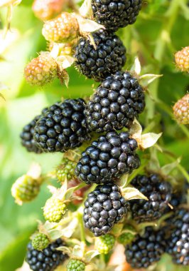 Bahçedeki doğal taze böğürtlenler. Bir grup olgun böğürtlen meyvesi - Rubus fruticosus - çiftlikte yeşil yapraklı bitki dalında. Organik tarım, sağlıklı yiyecekler, BIO virüsleri..