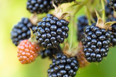 Bahçedeki doğal taze böğürtlenler. Bir grup olgun ve olgunlaşmamış böğürtlen meyvesi - Rubus fruticosus - çiftlikte yeşil yapraklı bitki dalında. Organik tarım, sağlıklı yiyecekler, BIO virüsleri..